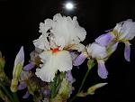     
: DSC01259.jpg
: 9
:	87.5 
ID:	4289300
