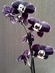     
: 19052012877.jpg
: 10
:	98.3 
ID:	4296130