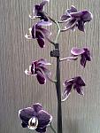     
: 19052012878.jpg
: 14
:	125.6 
ID:	4296131