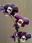     
: 19052012882.jpg
: 12
:	90.0 
ID:	4296132