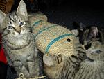     
: PICT5083.jpg
: 2
:	173.4 
ID:	4300091