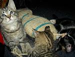     
: PICT5082.jpg
: 6
:	175.5 
ID:	4300096