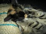     
: PICT5086.jpg
: 4
:	115.8 
ID:	4300098