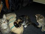     
: PICT5085.jpg
: 2
:	164.9 
ID:	4300103