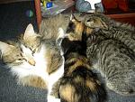     
: PICT5090.jpg
: 4
:	198.4 
ID:	4300116