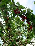    
: zakarpattya20090709072525.jpg
: 13
:	64.7 
ID:	4302716