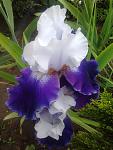     
: 2012-05-19 08.44.31.jpg
: 4
:	94.1 
ID:	4305091