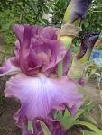     
: 2012-05-19 08.49.14.jpg
: 6
:	91.1 
ID:	4305117