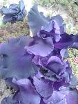     
: 2012-05-19 08.46.04.jpg
: 4
:	93.1 
ID:	4305119