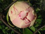     
: IMG_1464.jpg
: 7
:	35.2 
ID:	4307804