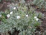     
: IMG_1427.jpg
: 5
:	75.5 
ID:	4308452