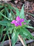     
: IMG_1409.jpg
: 7
:	44.4 
ID:	4308455