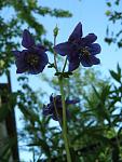     
: IMG_1390.jpg
: 11
:	47.5 
ID:	4308492