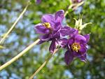     
: IMG_1397.jpg
: 7
:	44.2 
ID:	4308494