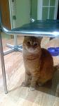     
: кот 004.jpg
: 4
:	208.1 
ID:	4308544