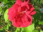     
: IMG_1463.jpg
: 9
:	46.4 
ID:	4321465