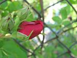    
: IMG_1467.jpg
: 12
:	36.9 
ID:	4321469