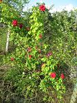     
: IMG_1460.jpg
: 18
:	100.5 
ID:	4321470