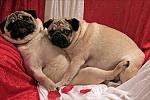     
: pug love.jpg
: 16
:	79.1 
ID:	4330119