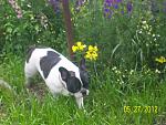     
: 100_4240.jpg
: 7
:	148.2 
ID:	4335844