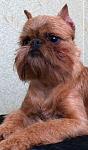     
: griffonB.jpg
: 5
:	109.5 
ID:	4338137