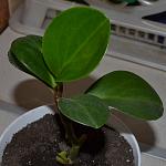     
: DSC_0208.jpg
: 10
:	73.8 
ID:	4341290