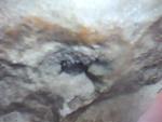     
: IMG0550A.jpg
: 5
:	43.9 
ID:	4348433