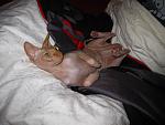     
: IMG_7146.JPG
: 12
:	241.1 
ID:	4350055