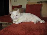     
: IMG_1131.jpg
: 18
:	74.4 
ID:	4351177