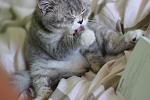    
: IMG_4508.jpg
: 10
:	78.5 
ID:	4356236