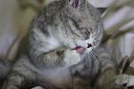     
: IMG_4530.jpg
: 13
:	75.0 
ID:	4356243