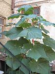     
: IMG_2618.jpg
: 50
:	74.8 
ID:	435741