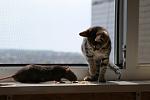     
: DSC04633.jpg
: 13
:	101.8 
ID:	4358331