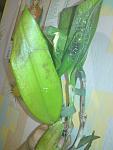     
: DSC01179.jpg
: 86
:	72.5 
ID:	4369675