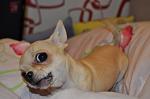     
: IMG_1479.jpg
: 15
:	84.1 
ID:	4386504