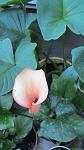     
: IMG_2725.jpg
: 10
:	56.4 
ID:	4387892