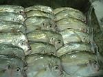     
: pacific moonfish_5.jpg
: 489
:	37.6 
ID:	438983