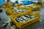     
: pacific moonfish_4.JPG
: 349
:	129.4 
ID:	438984