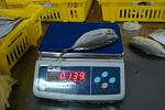     
: pacific moonfish_2.JPG
: 323
:	104.9 
ID:	438989