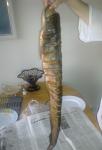     
: Foto0339.jpg
: 27
:	49.4 
ID:	4391202