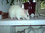     
: DSC00750.jpg
: 5
:	110.7 
ID:	4394157