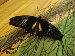     
: DSC05571.jpg
: 12
:	115.6 
ID:	4397059