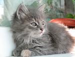     
: IMG_4994.jpg
: 22
:	139.5 
ID:	4409513