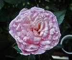     
: 1306pink_rose.jpg
: 10
:	51.8 
ID:	4411757