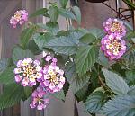     
: 1306lantana.jpg
: 8
:	79.1 
ID:	4411758