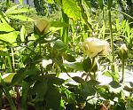     
: 1006whiteroses.jpg
: 11
:	76.7 
ID:	4411760