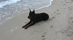     
: IMG_2441.jpg
: 5
:	101.7 
ID:	4417936