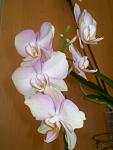     
: P1010648.JPG
: 9
:	154.3 
ID:	4427623