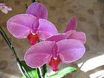     
: IMG_9250.jpg
: 4
:	106.2 
ID:	4428197