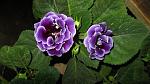     
: IMG_2736.jpg
: 3
:	111.6 
ID:	4440246